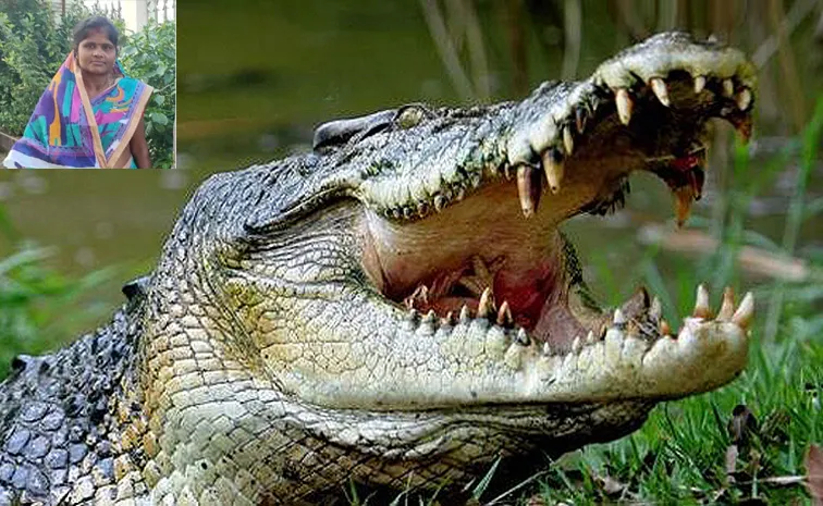 Kendrapara Crocodile Attack Woman Feared Dead During Morning Routine