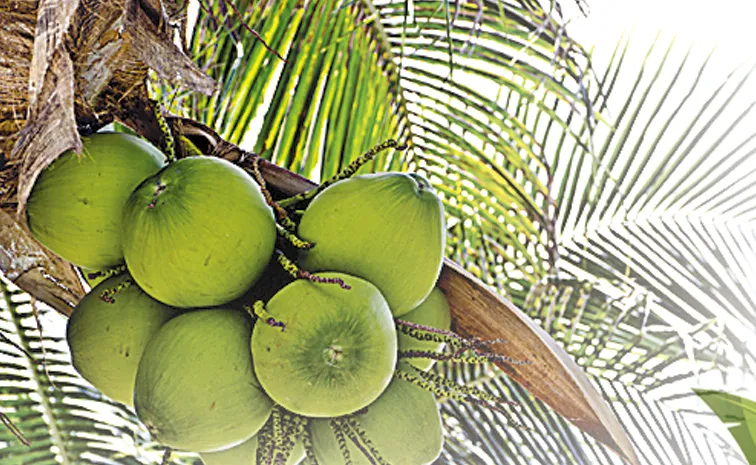 World Coconut Day is celebrated every year on September 2nd