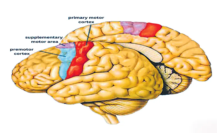 Explanation of supplementary motor area in the cerebral cortex