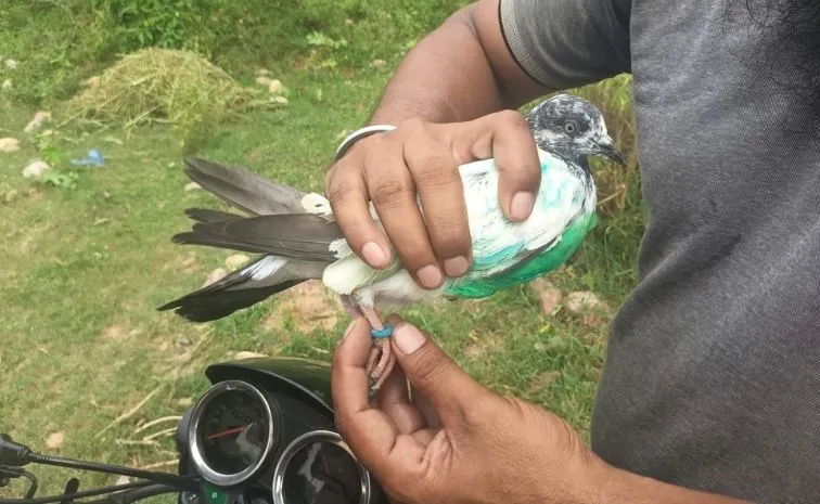 Pigeon Carrying Ring with Pakistani Mobile Number Recovered in Kathua