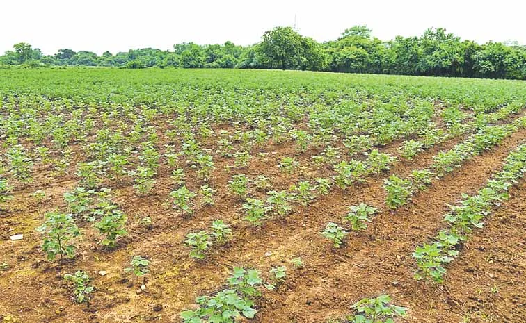 ఎదగని మొక్క.. నిలవని పూత