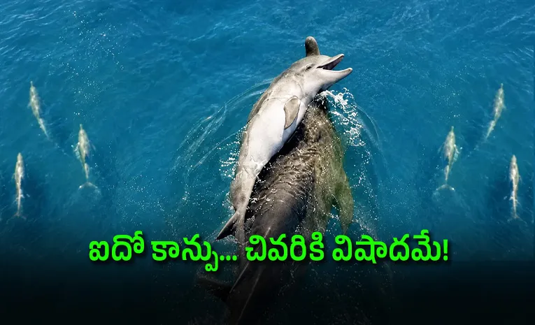 Mother Dolphin Refuses To Let Dead Newborn Sink, Carries It For Days