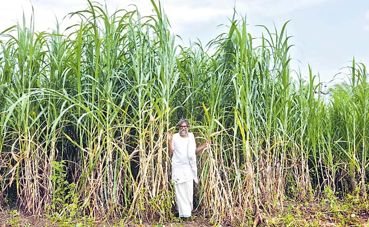 రెండెకరాల్లో దేశీ ఆవులతో... నెలకు రూ. 1.4 లక్షల ఆదాయం!
