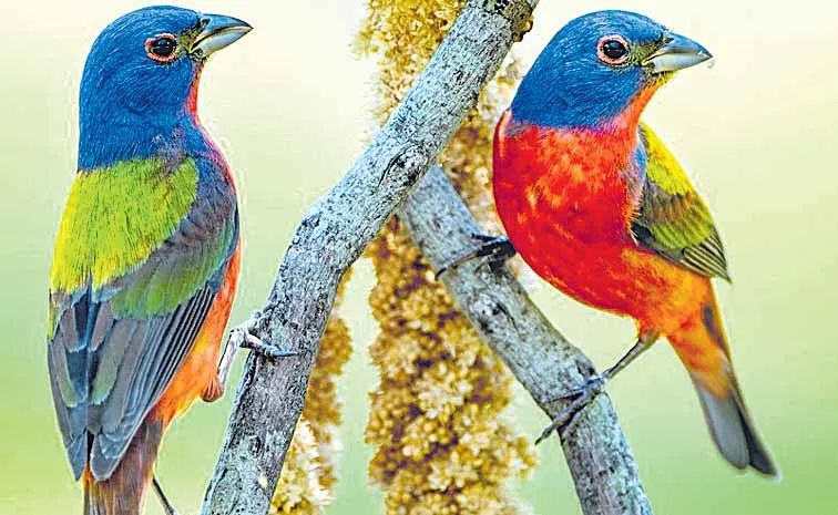 The survival of attractive colorful birds is under great threat