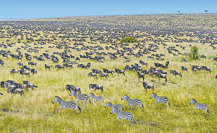 Negatives of Tourism in the Maasai Mara Problems