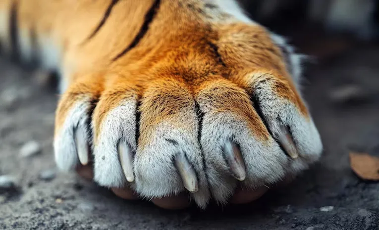   Tiger Claws In TDP leader