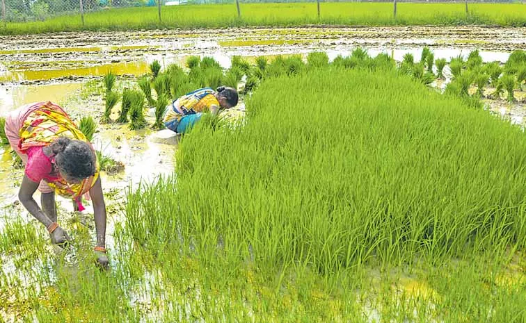 Paddy cultivation gains momentum with Godavari irrigation