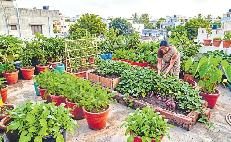 Sagubadi: దుంపలు ఎప్పుడు నాటాలి?