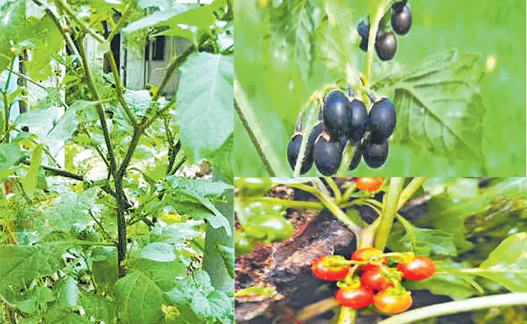 Sagubadi: European Black Shade Black Berry Night Shade