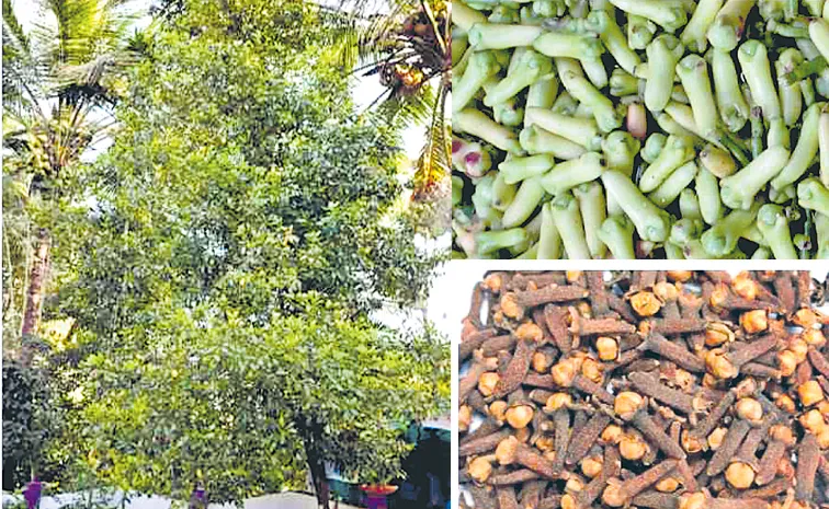 Talanadan Gramboo Clove Speciality Geographical Indication