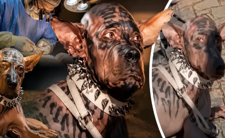 Did a 26 Year Old Millionaire Really Spend  Rs 220 Crore to Look Like a Dog?