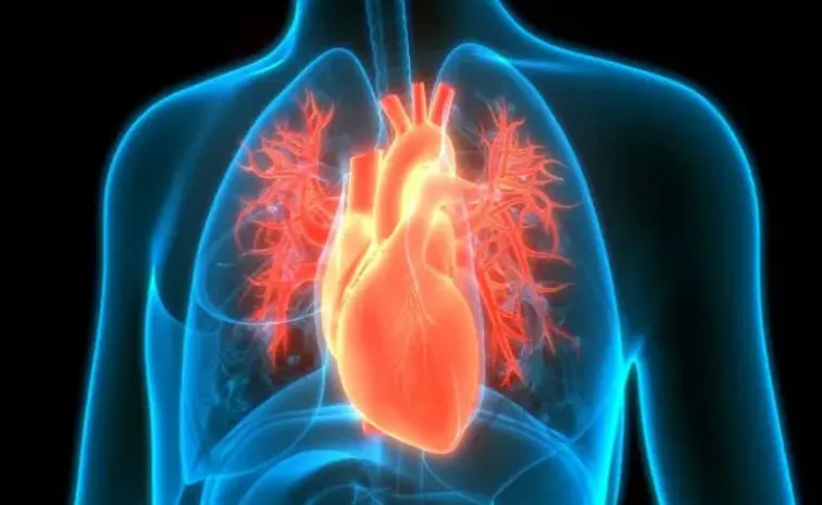 Iron transporting protein may enable early heart disease detection1