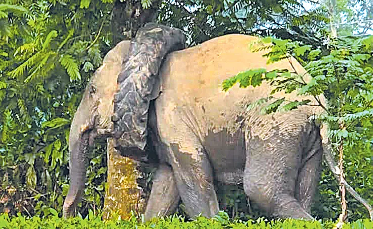 ఏనుగు మెడకు ట్రాక్టర్‌ టైరు 