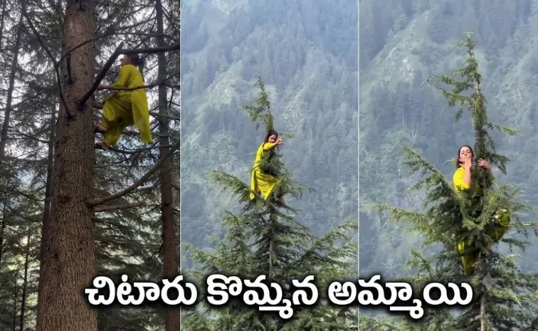  this girl climbed to the top of a tree in seconds video goes viral