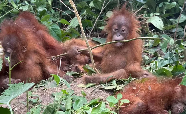   BJD Flags National Security Risks Near Odisha Defence Installations  on Orangutan Case