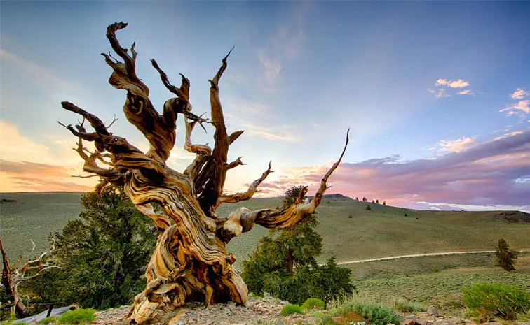 A 4900-Year-Old Tree Called Prometheus Was Once The Worlds Oldest
