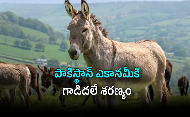 How Donkeys Became Pakistan Economic Lifeline Export to Save Economy