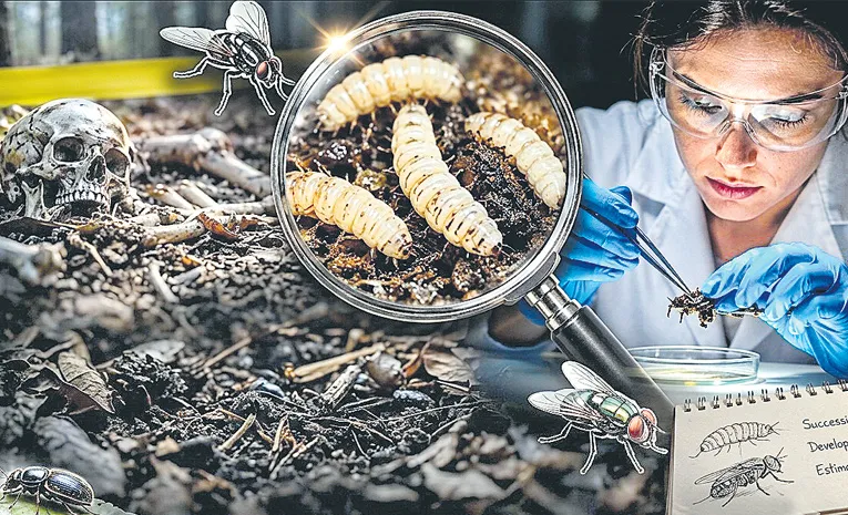 How Crime Scene Insects Reveal the Time of Death of a Corpse