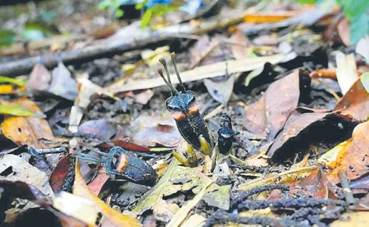 దెయ్యం మొక్క... తిస్మియా డెమోనా