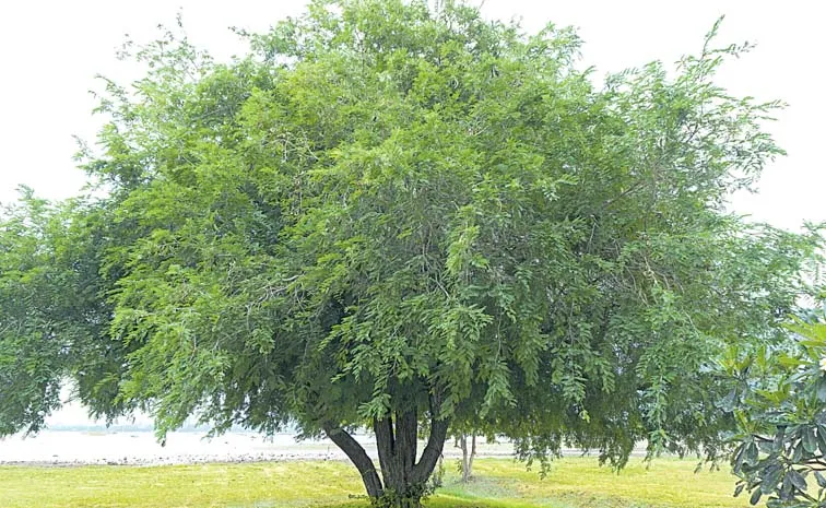 Tamarind Tree Uses, Health Benefits And Agriculture1