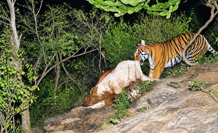 Tiger Hulchul in Prakasam District