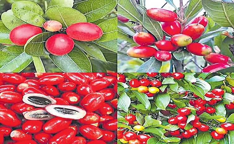Miracle fruit is a small red berry native to West Africa that makes sour foods