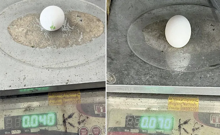 Anganwadi Egg Supply Scam: Andhra Pradesh