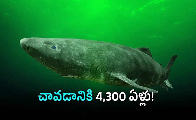 From 1 Year to 4000 Years Mind Blowing Lifespans of Earth Creatures