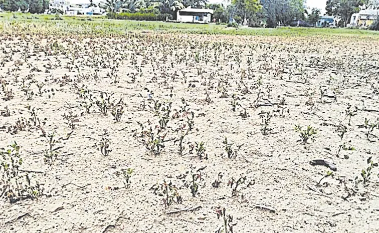 Chandrababu Directs Collectors to Submit Reports on Drought Impact