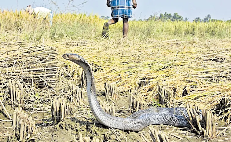 60 people die due to snakebites: Andhra Pradesh