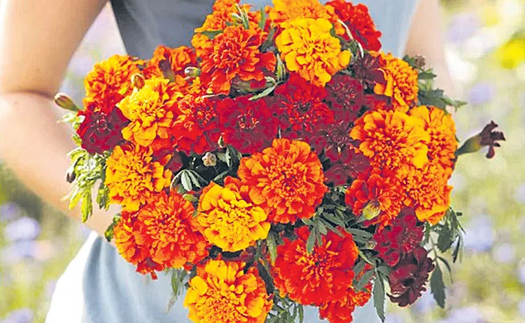 Marigold Flowers Bouquet Trend Details
