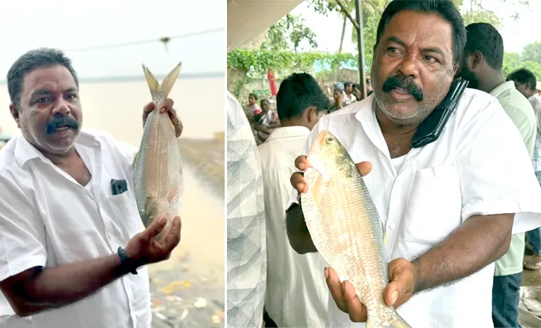 Record Price Pulasa Fish In Yanam Market