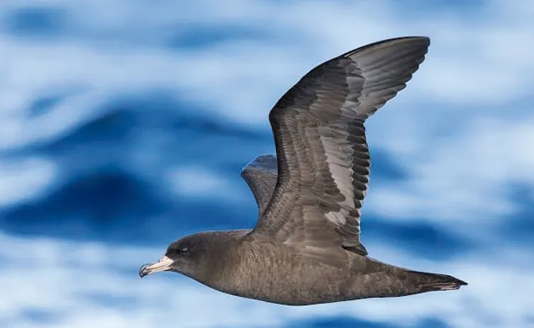 Discovery of 894 plastic pieces in bird chick stomach