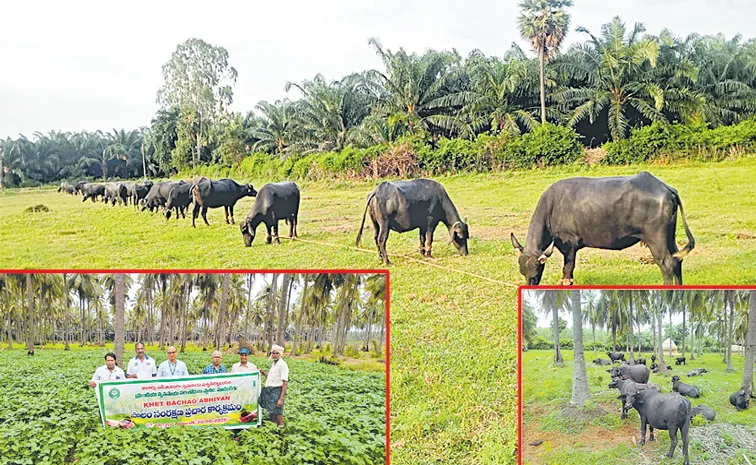 Gadde Satish Babu About Traditional Cattle based Farming, Specal Story