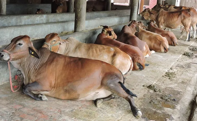 Natural immunity in indigenous Indian cows