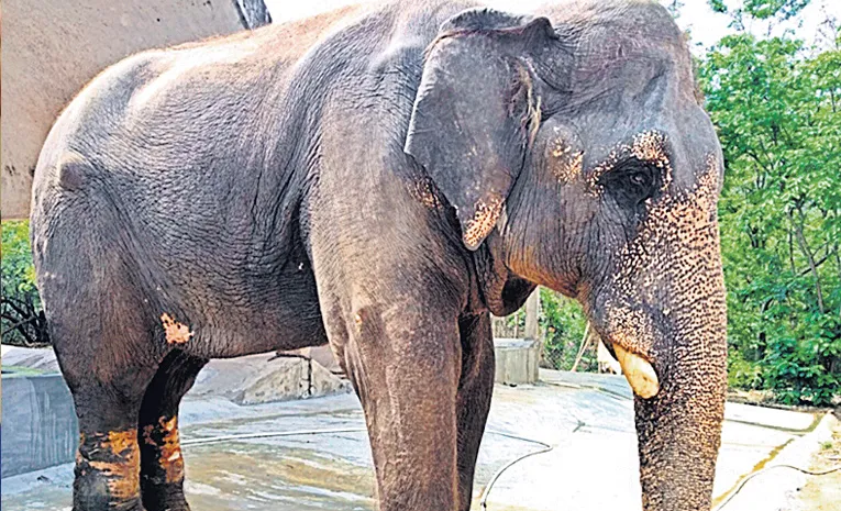 World Elephant Day