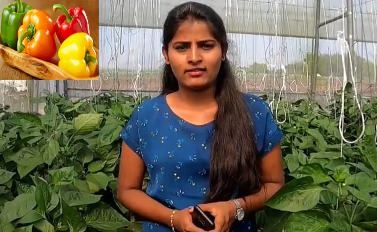 కార్పొరేట్‌ ఉద్యోగాన్ని కాదని క్యాప్సికమ్‌ సాగు..! ఇవాళ ఏకంగా..