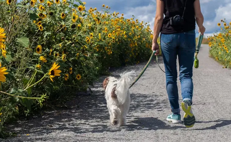 Lawyer quits highpaying job to walk dogs now she earns Rs 50000 per day
