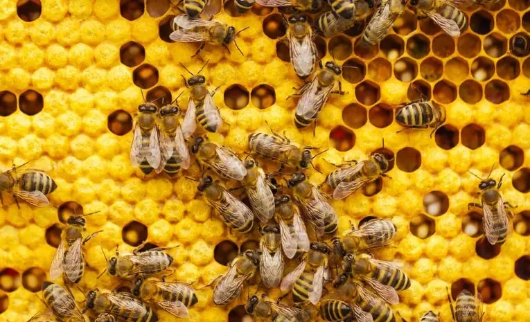 8000 Bees Stolen From Queensland Hives