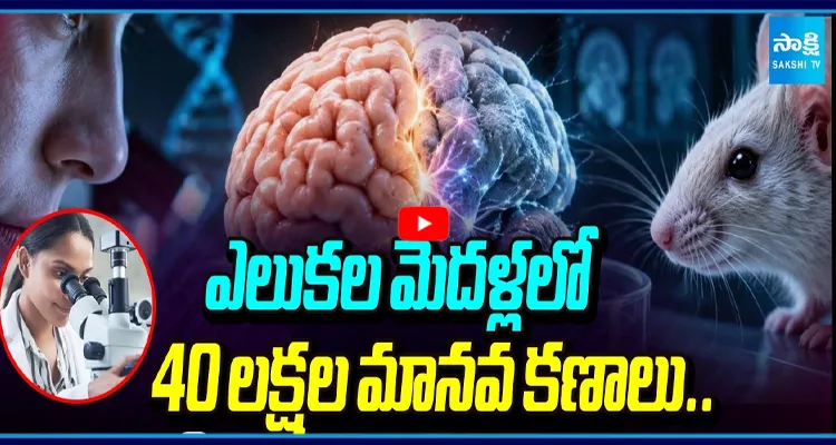 ఎలుకల మెదళ్లలో 40 లక్షల మానవ కణాలు..  శాస్త్రవేత్తల సంచలన ప్రయోగం!