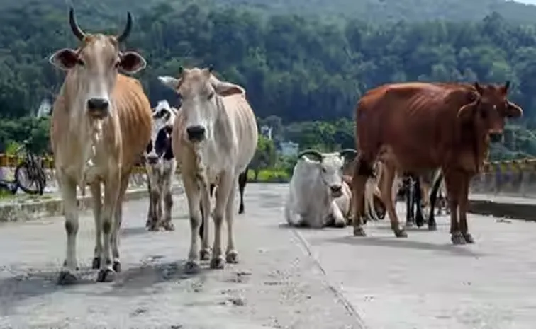Animal shelters to cost 7,000 crore, can not build them, NHAI tells SC