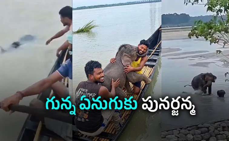 Fishermen Rescue Newborn Elephant Calf from Teesta River Viral