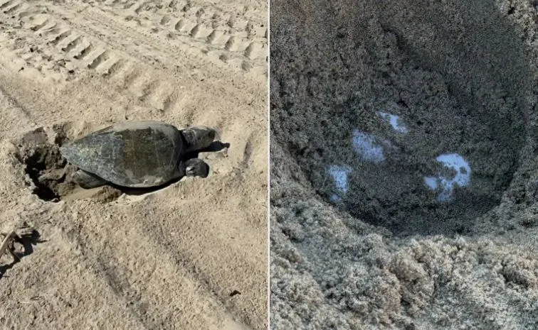 Rare sea turtle lays eggs in Orange County in first documented West Coast nesting