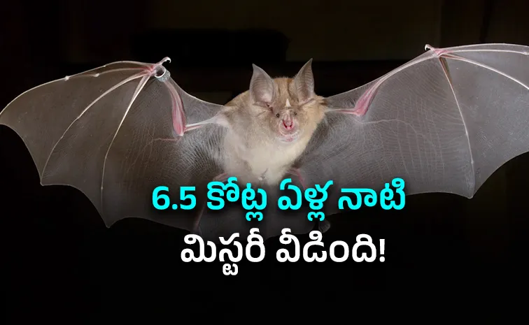 గబ్బిలాల పుట్టినిల్లు ఐరోపానే!
