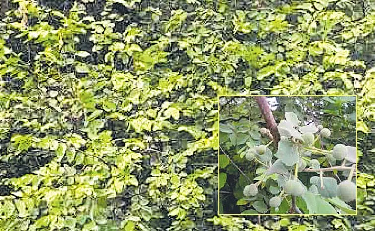 జానపండు తింటే ఇన్ని లాభాలా? చెట్టు విశేషం తెలిస్తే షాక్‌!