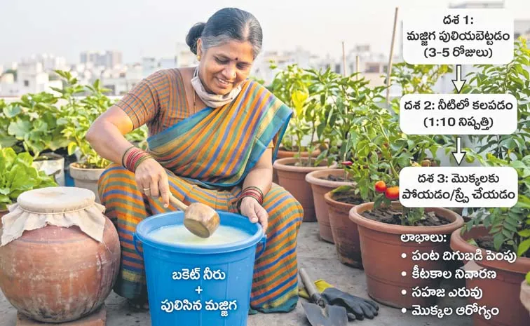 Sour Buttermilk Asafoetida For Terrace Garden Plants