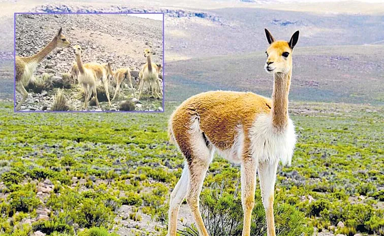 Vicuna Dung Restores Barren Soil Peru Andes Organic Carbon