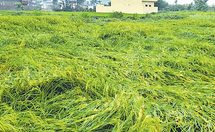 మురిపించిన వాన