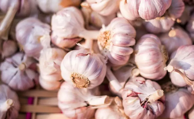 Which Place is Known as the Garlic city of India