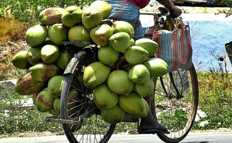 Supreme Court: Is Coconut a Fresh Fruit or Vegetable for Sales Tax 